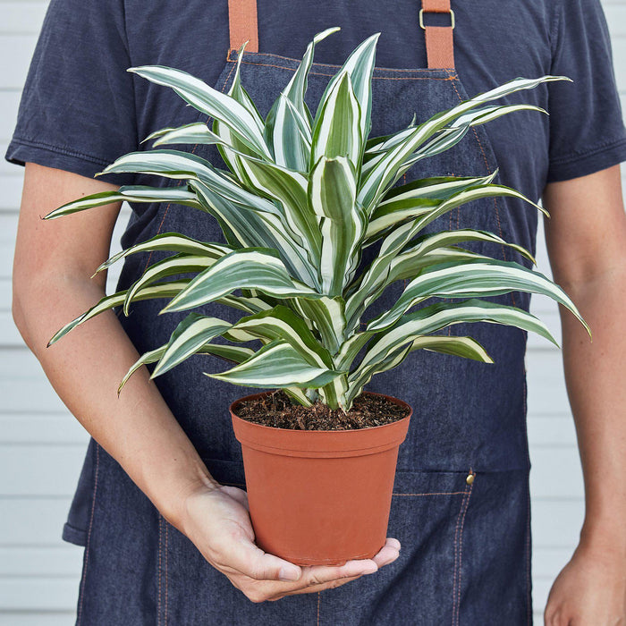 dracaena plant green and white Dracaena Warneckii 'White Jewel' | Indoor Plant | Tropical Plant | Potted Plant