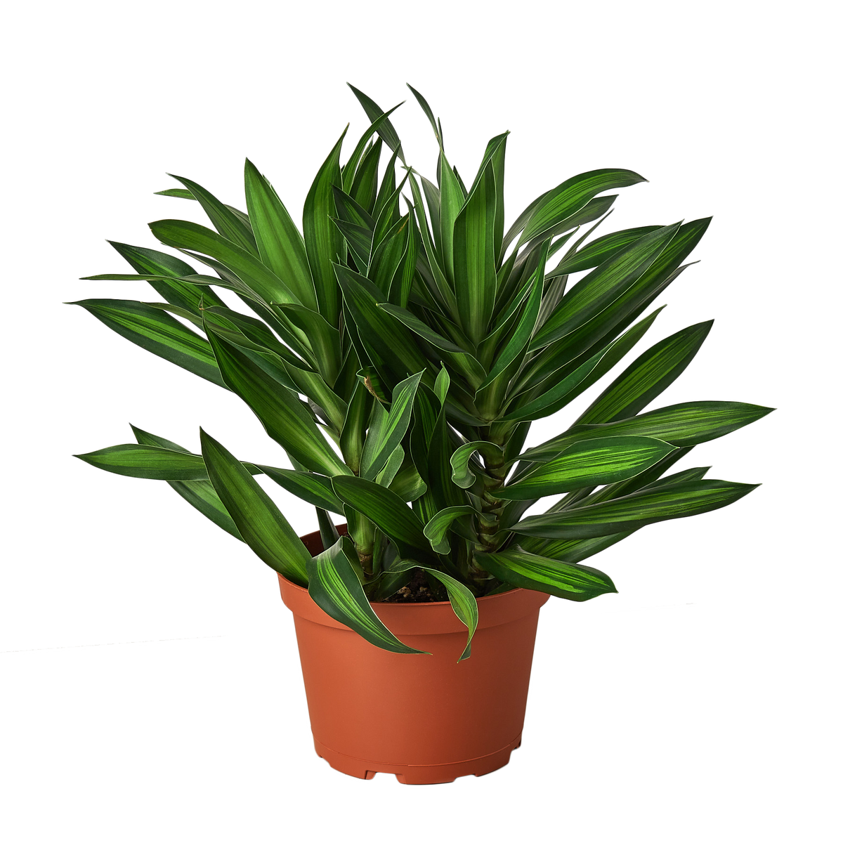 jamaican house plants Dracaena 'Song of Jamaica' - 6" Pot | Indoor Plant | Tropical Plant | Potted  Plant