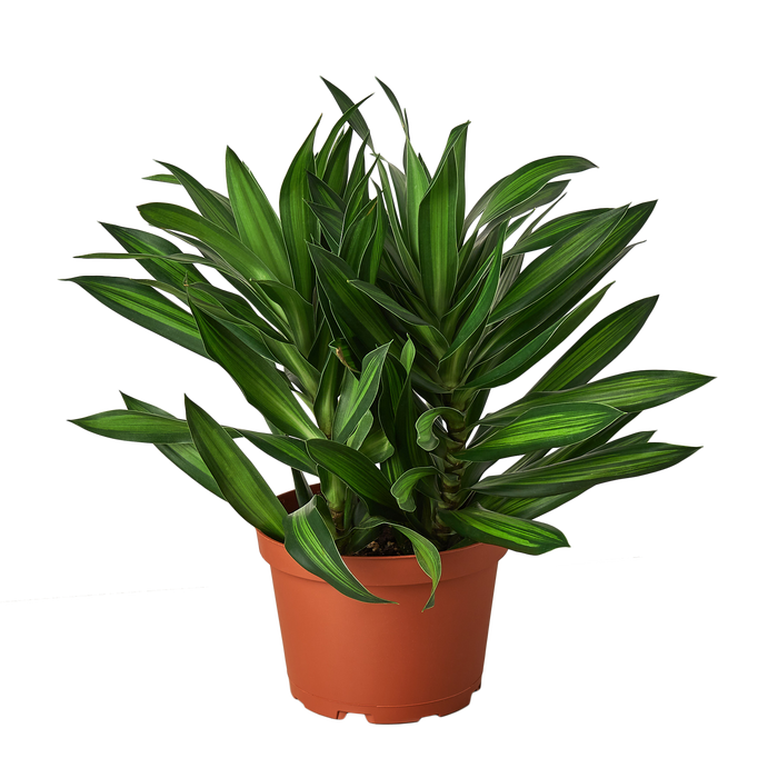 tropical premium dracaena Dracaena 'Song of Jamaica' - 6" Pot | Indoor Plant | Tropical Plant | Potted Plant