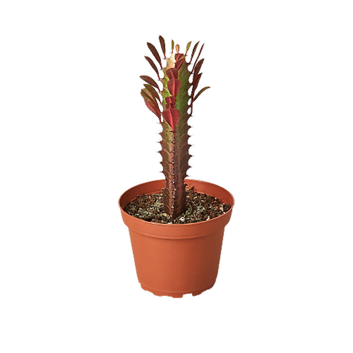 Euphorbia 'Trigona Rubra'