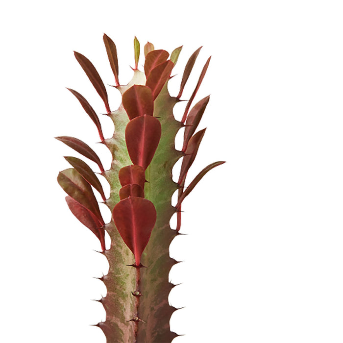 Euphorbia 'Trigona Rubra'