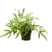 Pteris Cretica 'Albo Fern' - House Plant Wholesale