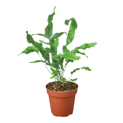 blue star fern Fern 'Blue Star'