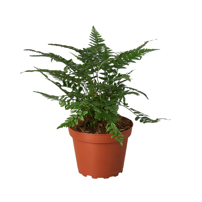 house fern plant Korean Rock' Fern