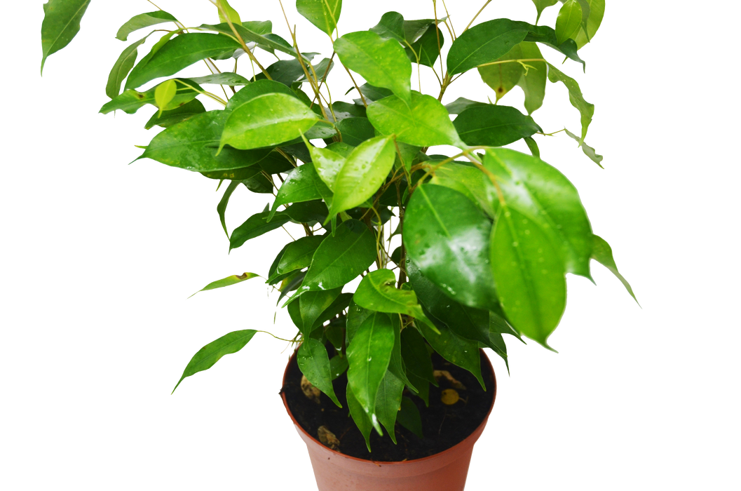 Ficus 'Benjamina'