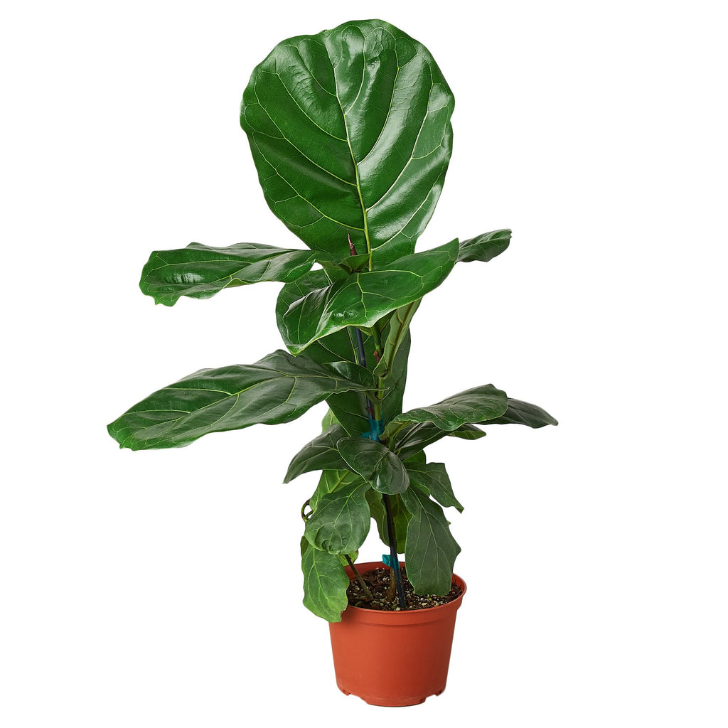 fiddle leaf fig cuttings for sale Ficus Lyrata 'Fiddle Leaf Fig'