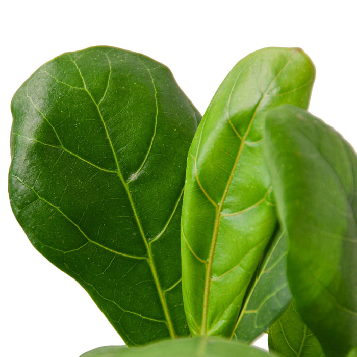 fiddle leaf fig cuttings for sale Ficus Lyrata 'Fiddle Leaf Fig'