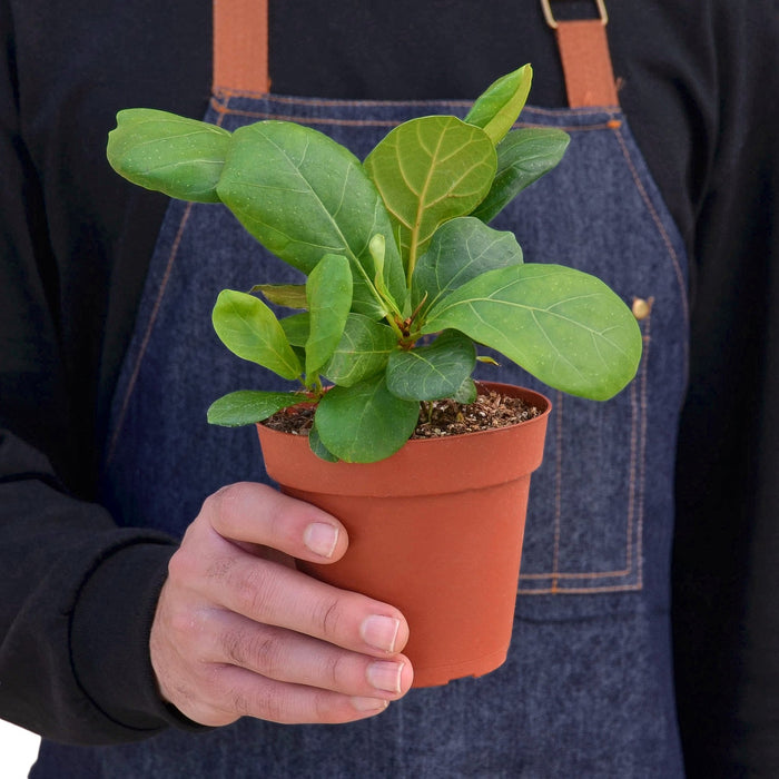 wholesale fiddle leaf fig Ficus Lyrata 'Fiddle Leaf Fig'