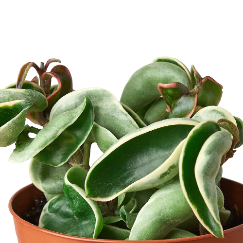 is a hindu rope plant a succulent Hoya 'Rope Plant' Variegated