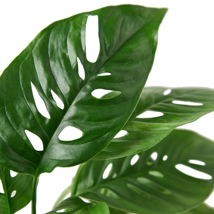 swiss cheese plant price Monstera Adansonii 'Swiss Cheese'