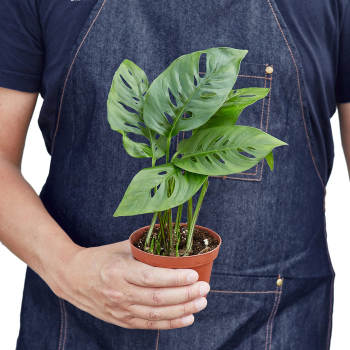 monstera adansonii plant for sale Monstera Adansonii 'Swiss Cheese'