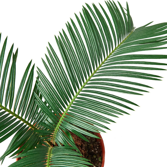 Sago Palm - In 6" Pot