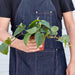 Philodendron Cordatum 'Heartleaf' - House Plant Shop