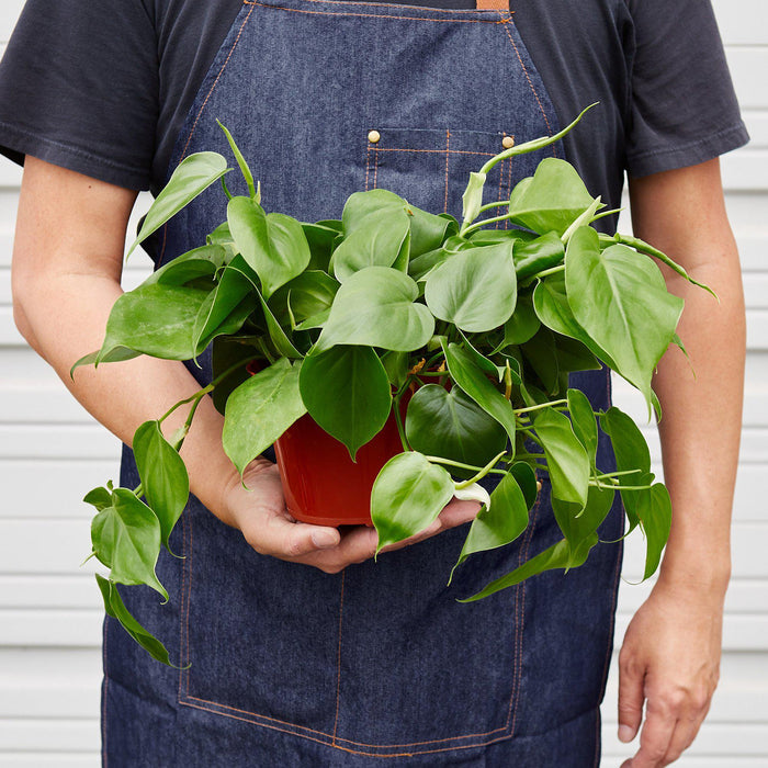 philodendron cordova indoors Philodendron Cordatum 'Heartleaf' | Indoor Plant | Tropical Plant | Potted Plant