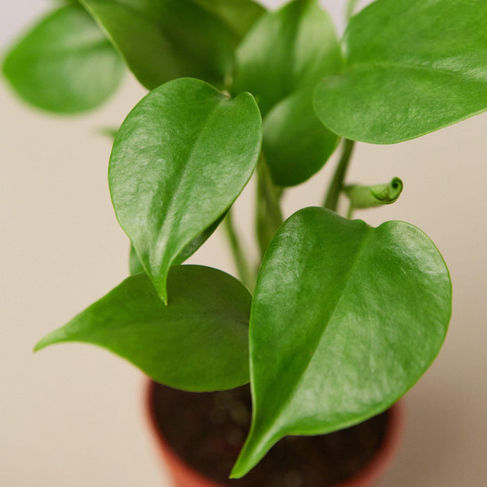 house plants with split leaves Monstera 'Split-Leaf'