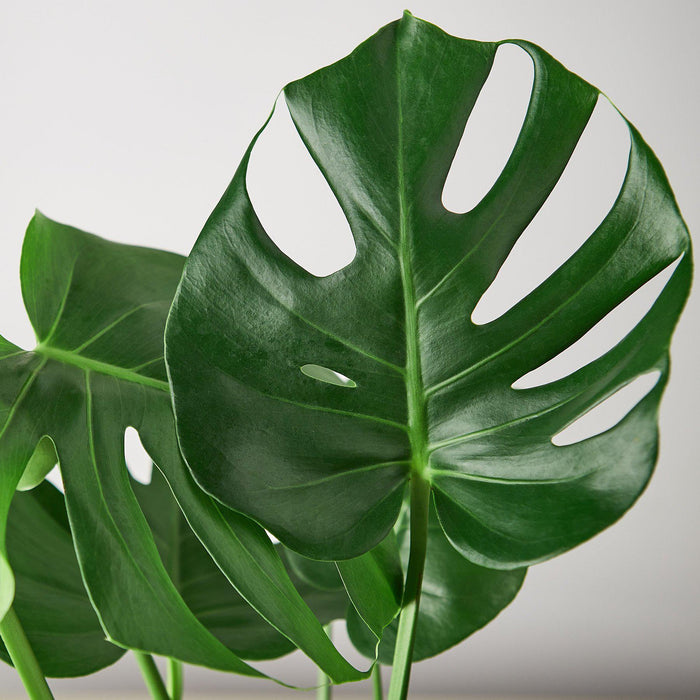 split leaf money plant Monstera 'Split-Leaf'