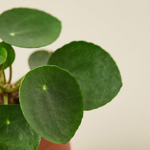 large chinese money plant for sale Pilea Peperomioides 'Chinese Money' | Indoor Plant | Tropical Plant | Potted Plant