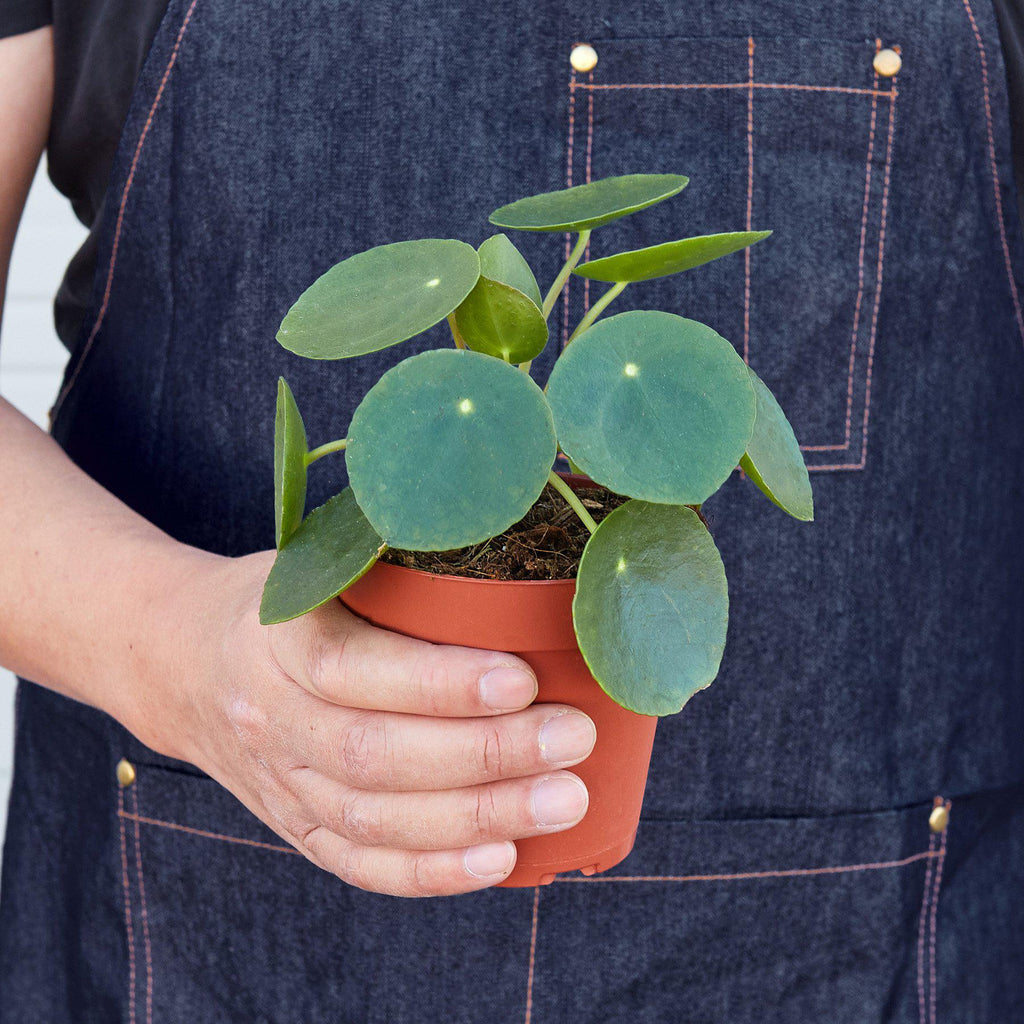 chinese money plant order Pilea Peperomioides 'Chinese Money' | Indoor Plant | Tropical Plant | Potted Plant