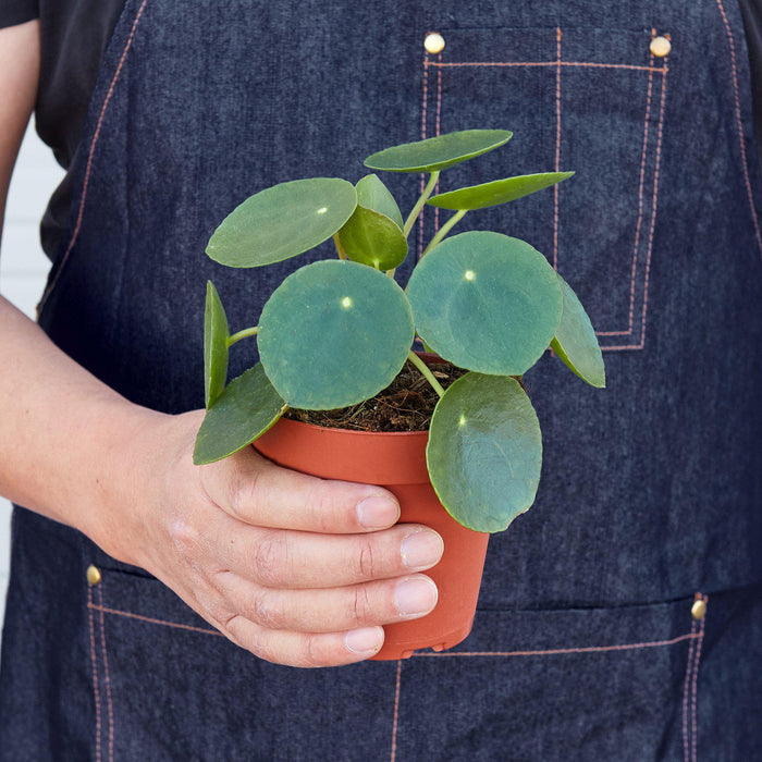 Pilea Peperomioides 'Chinese Money' - House Plant Shop