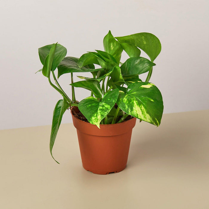 wholesale house plants for sale Pre-Pack #1
