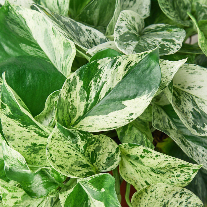 marble house plant Pothos 'Marble Queen' | Indoor Plant | Tropical Plant | Potted Plant