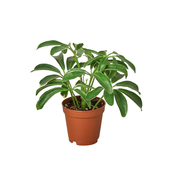 schefflera arboricola bush Schefflera Arboricola 'Umbrella' | Indoor Plant | Tropical Plant | Potted Plant