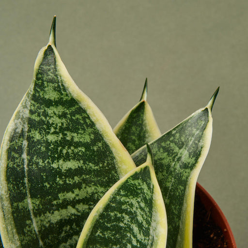dwarf snake plant price Snake Plant 'Laurentii Dwarf' | Indoor Plant | Tropical Plant | Potted Plant
