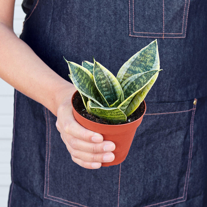 snake plant official name Snake Plant 'Laurentii Dwarf' | Indoor Plant | Tropical Plant | Potted Plant