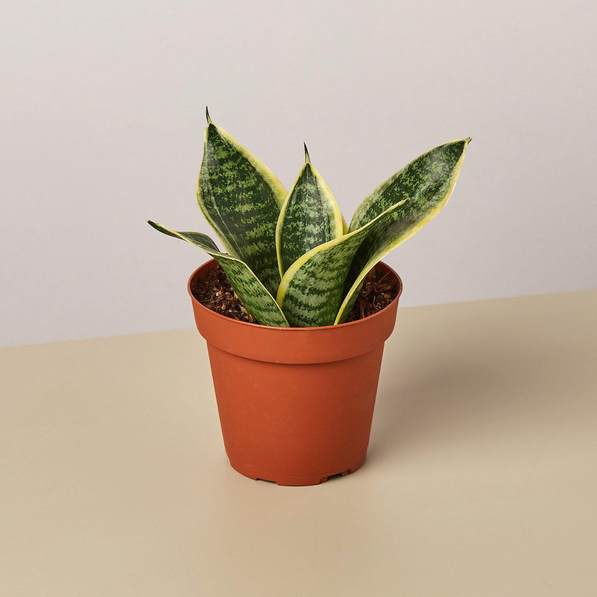 small snake plant price Snake Plant 'Laurentii Dwarf' | Indoor Plant | Tropical Plant | Potted Plant