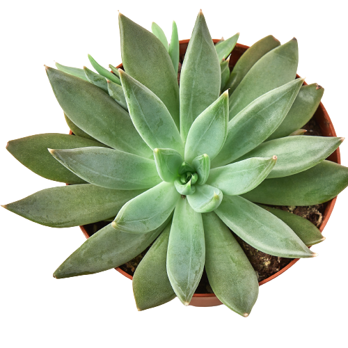 Succulent Pachyveria Glauca 'Little Jewel'