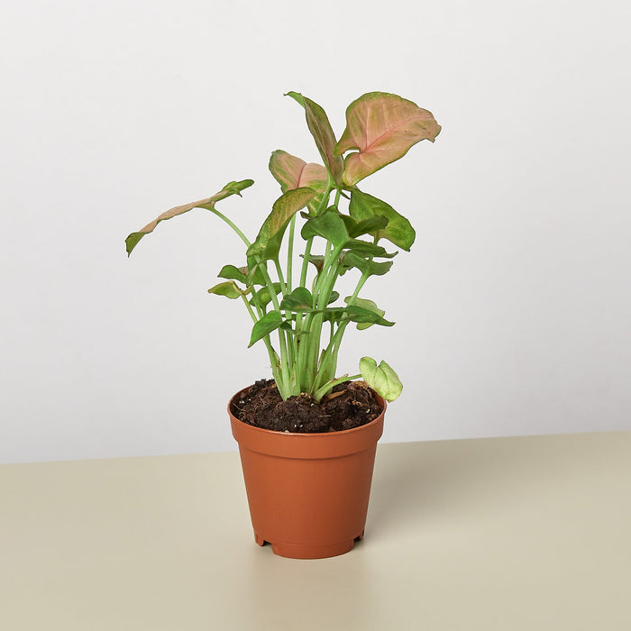 strawberry house plant Syngonium 'Strawberry' | Indoor Plant | Arrowhead plant
