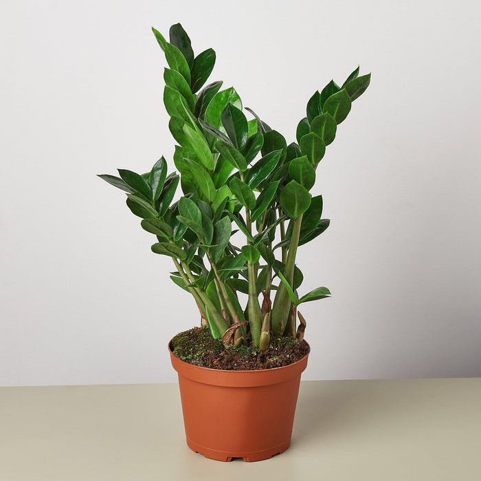 house plant wholesale Pre-Pack #4