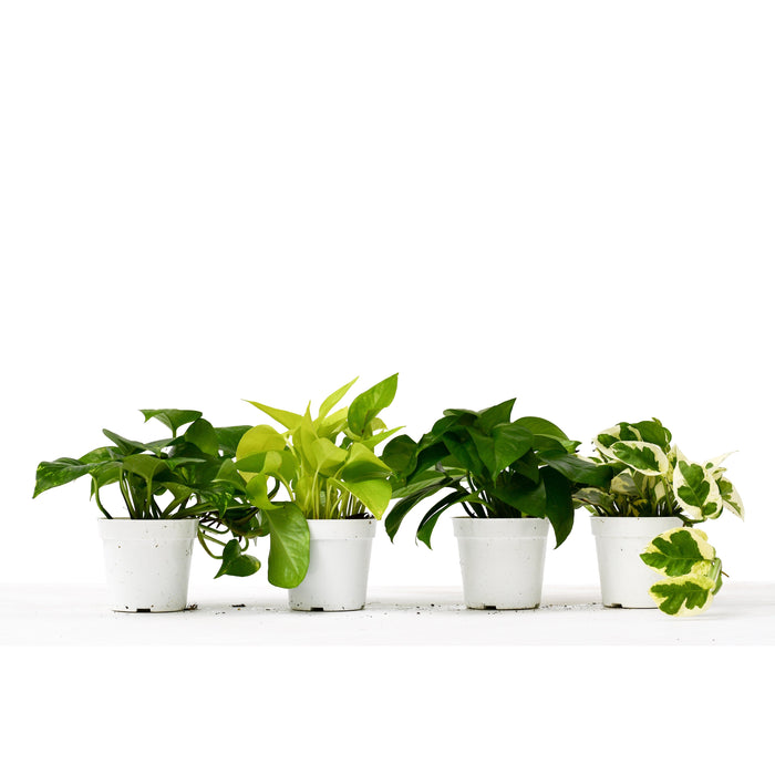 4 Different Pothos Plants in 4" Pots - Live House Plant - House Plant Shop