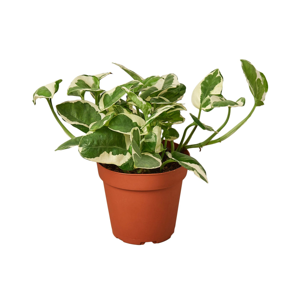 wholesale pothos plants Pothos 'N'joy'