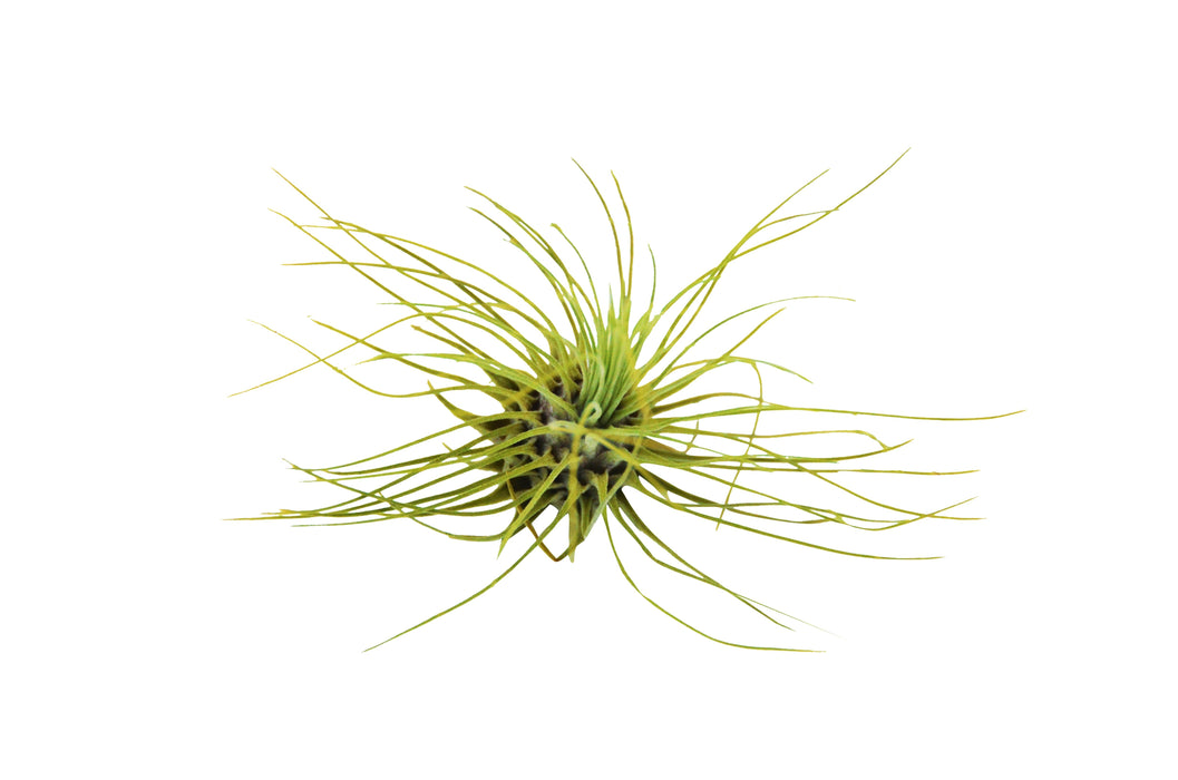 fuchsii air plant Tillandsia Air Plant Fuchsii