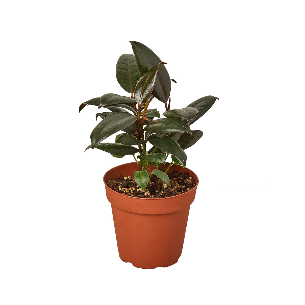 rubber tree burgundy and black prince Ficus Elastica 'Burgundy'