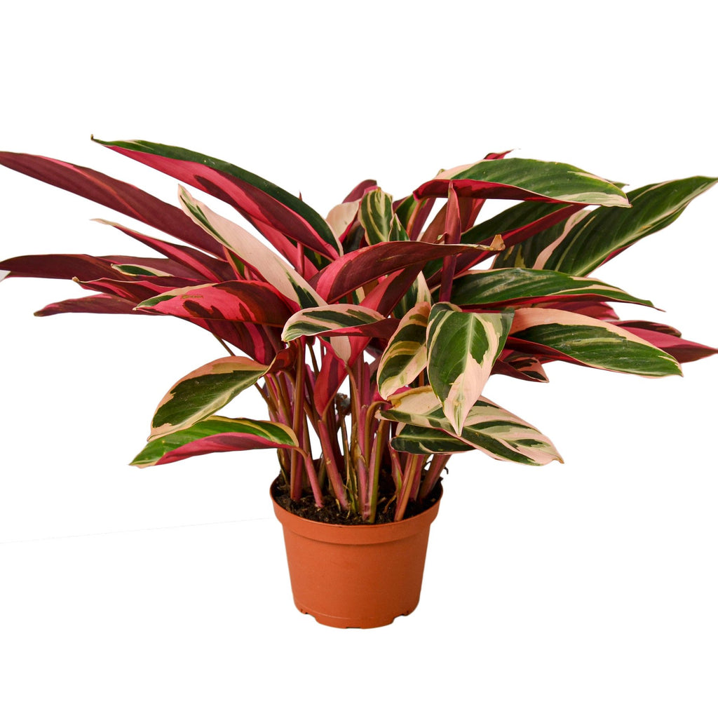 Rare Plants — House Plant Wholesale