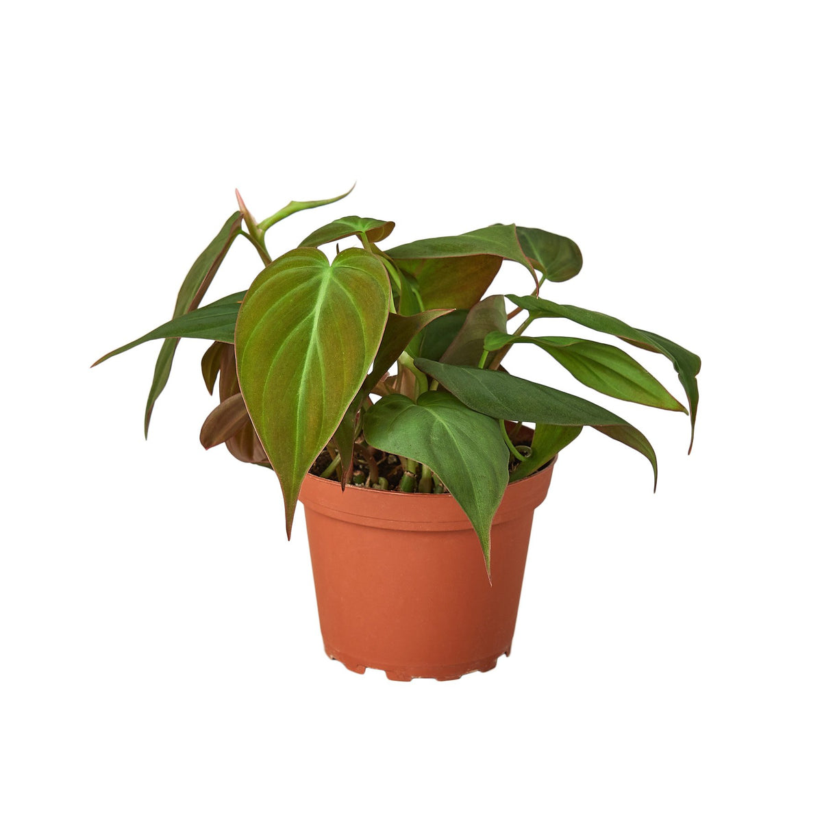 Philodendron 'Velvet' | Indoor Plant | Tropical Plant | Potted Plant
