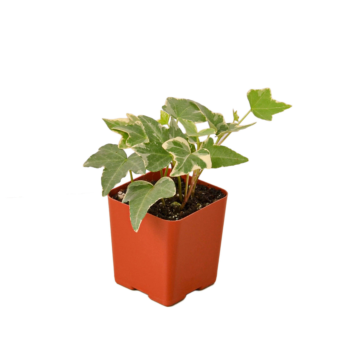 hedera ivy glacier English Ivy 'Glacier' | Indoor Plant | Tropical Plant | Potted Plant