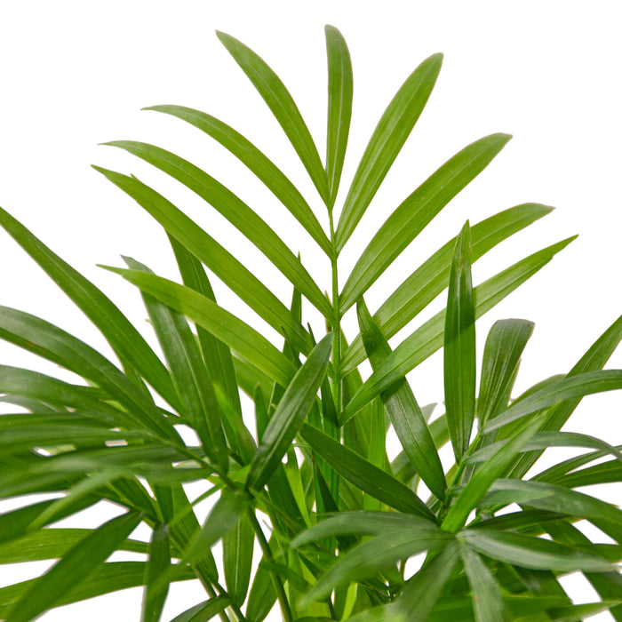 parlor palm where to buy Parlor Palm | Indoor Plant | Tropical Plant | Chamaedorea elegans | Potted Plant