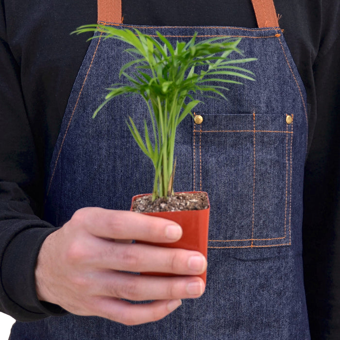 buy parlor palm online Parlor Palm | Indoor Plant | Tropical Plant | Chamaedorea elegans | Potted Plant