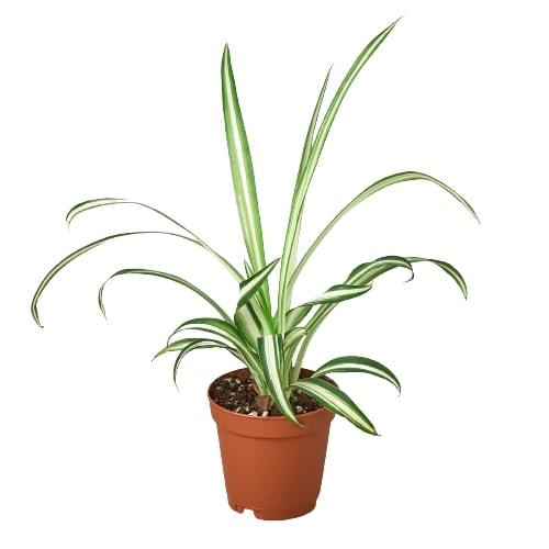reverse spider plant Spider Plant Reverse