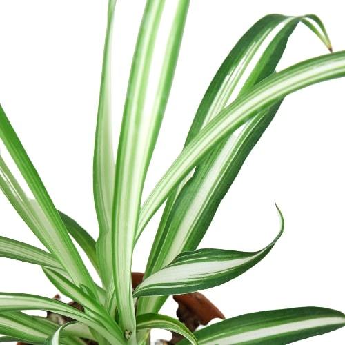 spider plant tropical Spider Plant Reverse