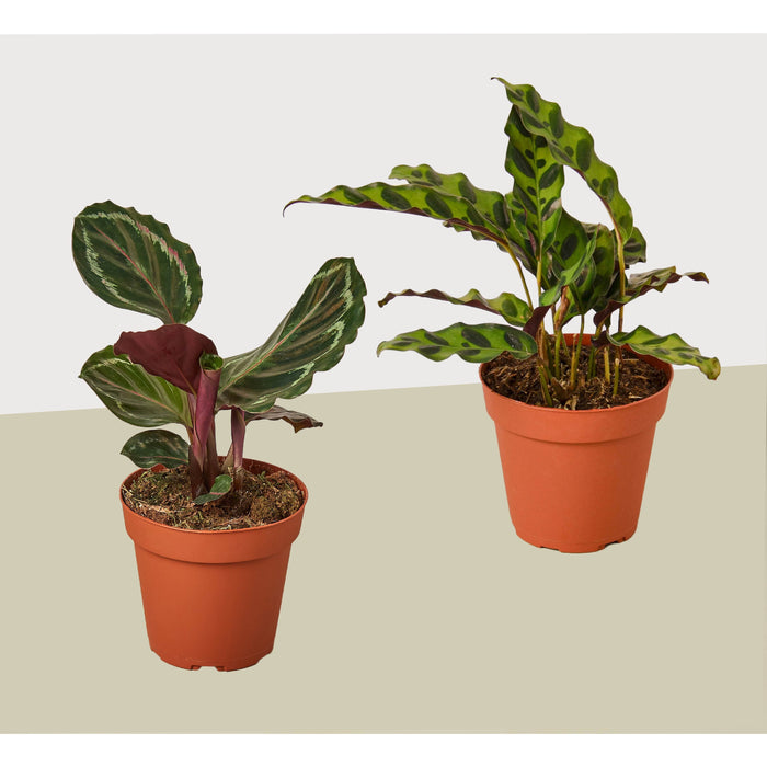 2 Calathea Plant Variety Pack - 4" Pots - Live Houseplant