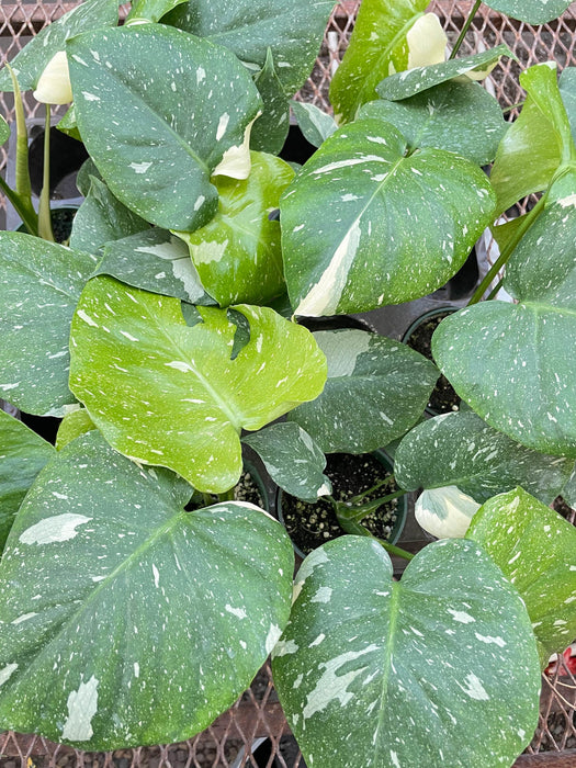 monstera deliciosa thai constellation for sale Monstera 'Thai Constellation' | Indoor Plant | Tropical Plant