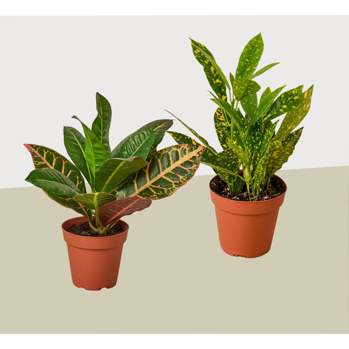 2 Croton Variety Pack / 4" Pot / Live Plant / House Plant