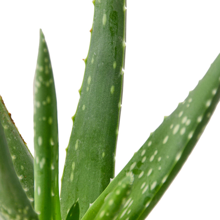 aloe vera plant where can i buy Aloe Vera | Indoor Plant | Tropical Plant | Potted Plant