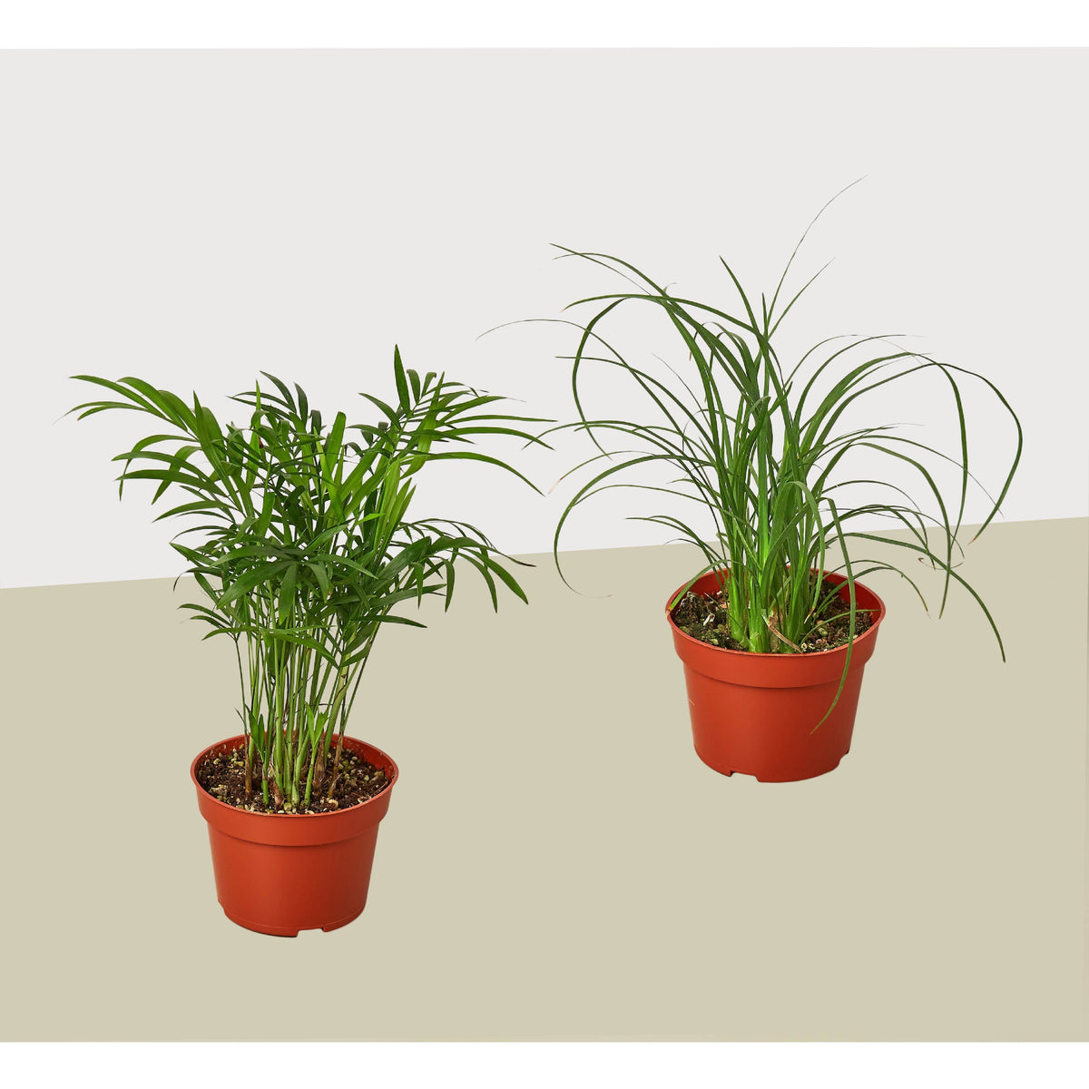 2 Palm Variety Pack / 4" Pots / Live Plant / House Plant — House Plant