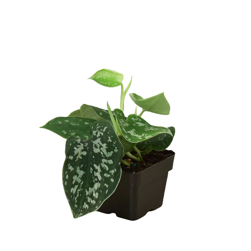 wholesale pothos Pothos 'Satin' | Indoor Plant | Tropical Plant | Potted Plant