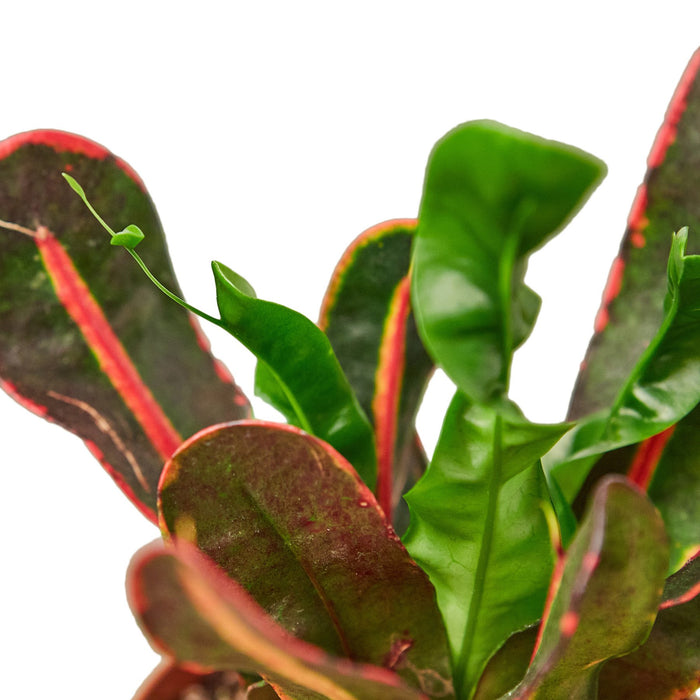 croton plant mammy Croton 'Mammy' | Indoor Plant | Tropical Plant | Potted Plant